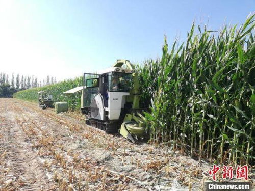 甘肅飼草裝備產業化提速，飼料生產邁向智能化新階段